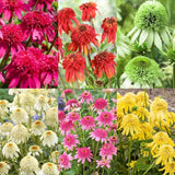 1000+ Double Echinacea Coneflower Seeds for Planting -Perennial Cone Flower Seed Flowering Plants
