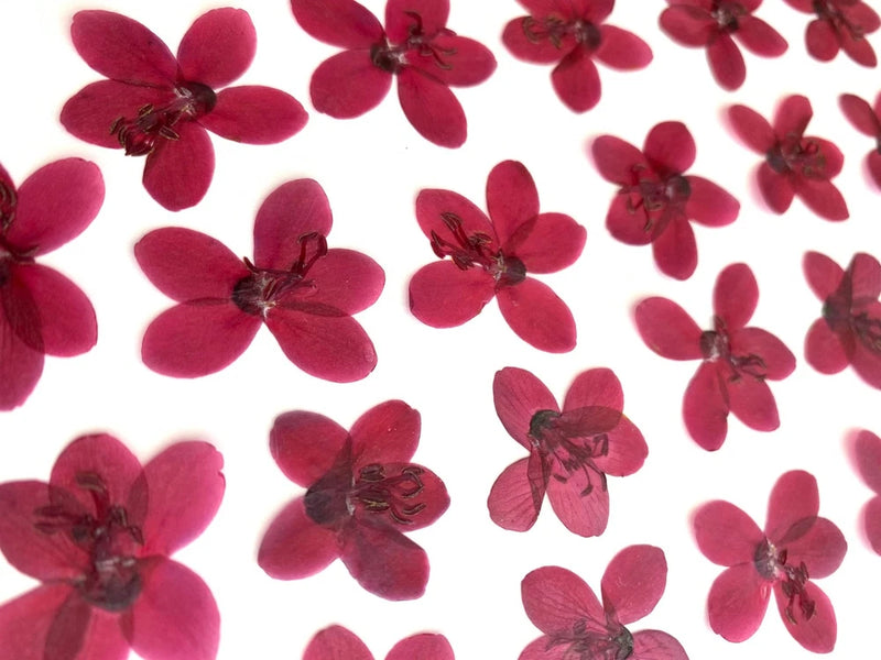 Purple dried pressed flowers for crafts, multiple small flat blossoms with dark centers