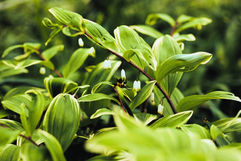 15 Variegated SOLOMONS SEAL Polygonatum Biflorum Canaliculatum Flower Seeds Flowering Plants