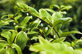 15 Variegated SOLOMONS SEAL Polygonatum Biflorum Canaliculatum Flower Seeds Flowering Plants