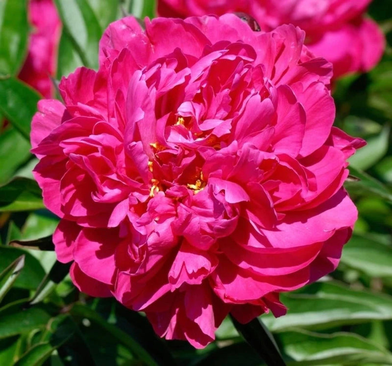 Kansas Peony Perennial Root to Plant Ð Vibrant Double Pink-Red Blooms (3 Root) Peony