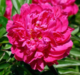 Kansas Peony Perennial Root to Plant Ð Vibrant Double Pink-Red Blooms (3 Root) Peony
