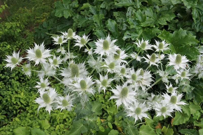 200+ Sea Hollies Thistle Seeds for Garden Planting - USA - FREE SHIPPING! Garden Plants