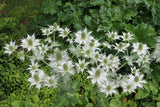 200+ Sea Hollies Thistle Seeds for Garden Planting - USA - FREE SHIPPING! Garden Plants