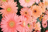 200+ Light Pink Gerbera Daisy Seeds for Garden Planting - USA - FREE SHIPPING! Garden Plants