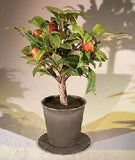 Artificial Pomegranate Bonsai Tree 8.0" x 13" Tall Potted Dwarf Home Office Green Plant