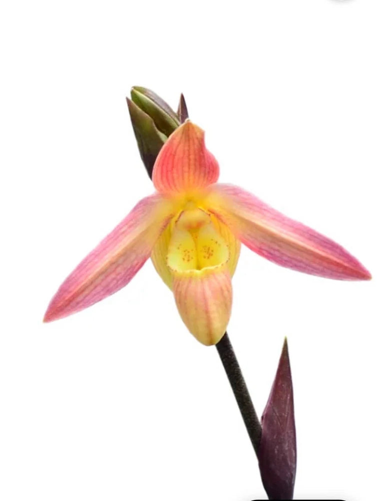 Pink and yellow orchid flower with long petals and dark stem