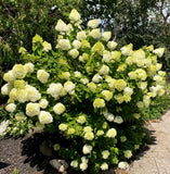 Set 2 Lime Light Hydrangea Bare Roots - No Leaves for Planting 1-2 ft Tall Hydrangea