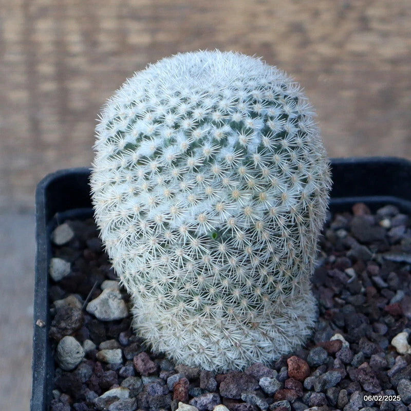 Round Mammillaria cactus plant in black pot, covered in light spines, with gravel
