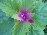 150 Tree Spinach Seeds - Chenopodium giganteum - Giant Goosefoot - Non-GMO Green Plant