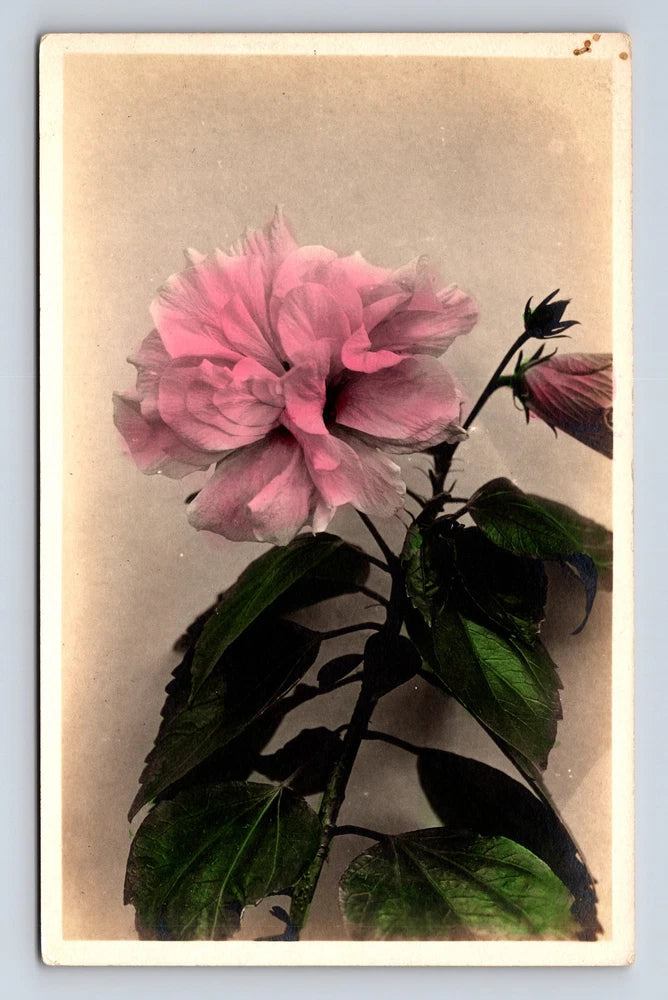 RPPC Hand Colored Pink Flower Peony? Real Photo Postcard Peony
