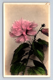RPPC Hand Colored Pink Flower Peony? Real Photo Postcard Peony