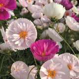200+ Cupcakes and Saucers Mix Cosmos Seeds for Garden - USA - FREE SHIPPING! Garden Plants