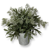 Eucalyptus Plant In Galvanized Pot 12Ó Tall Green Plant