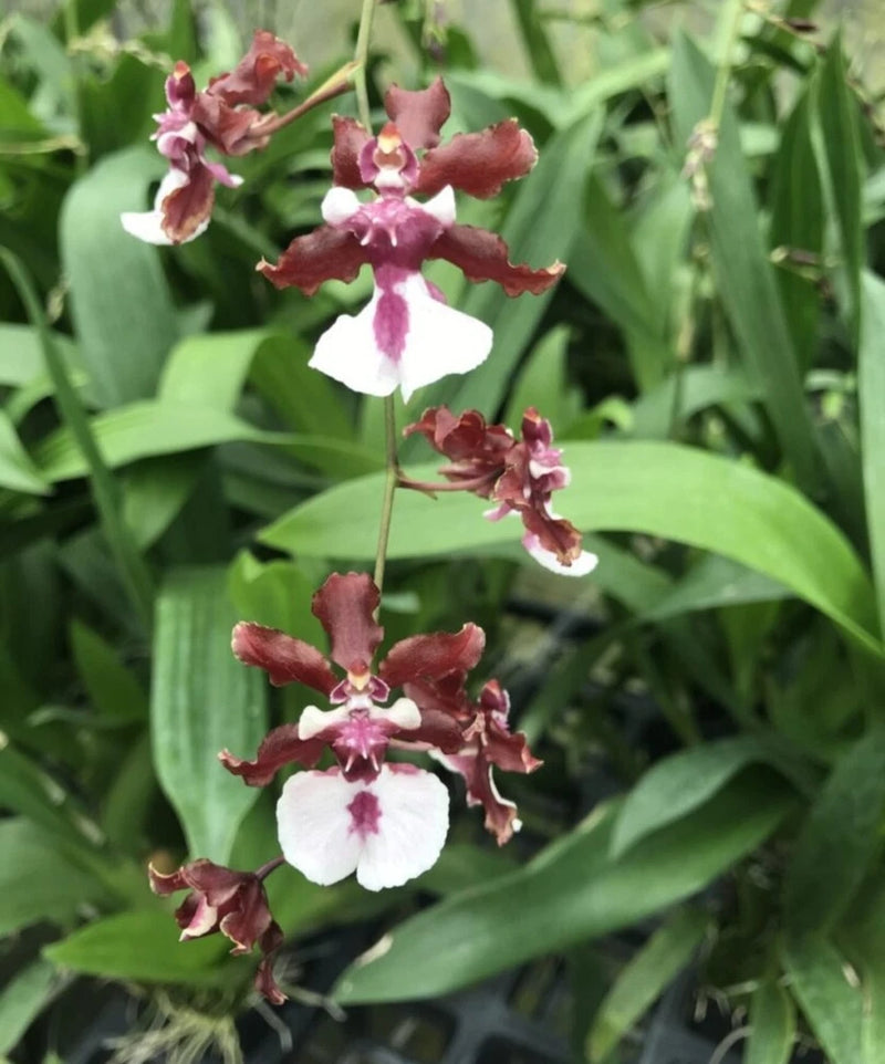 Oncidium Sharry Baby Chocolate scented orchid Starter plant plug Orchids