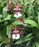 Oncidium Sharry Baby Chocolate scented orchid Starter plant plug Orchids