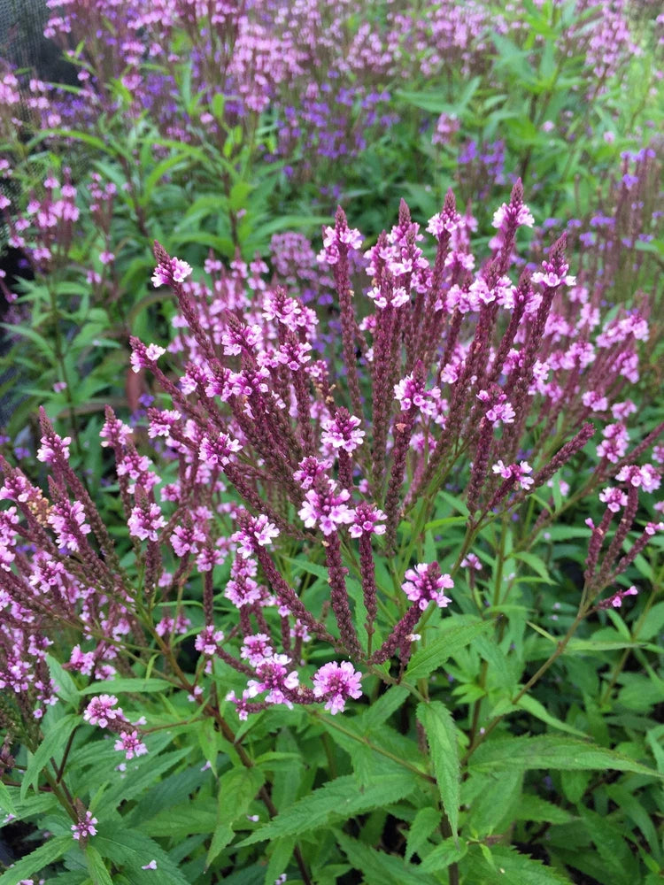 1000 Pink VERVAIN Verbena Hastata Rosea Flower Seeds Flowering Plants