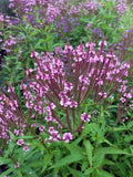 1000 Pink VERVAIN Verbena Hastata Rosea Flower Seeds Flowering Plants