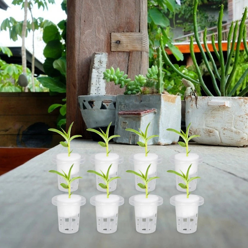 Set of clear soilless garden rooter baskets with white net cups and green seedlings