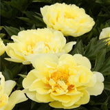 20 SEEDS for Yellow PEONIES rare blossom flowering exotic plant bush USA Seller Peony