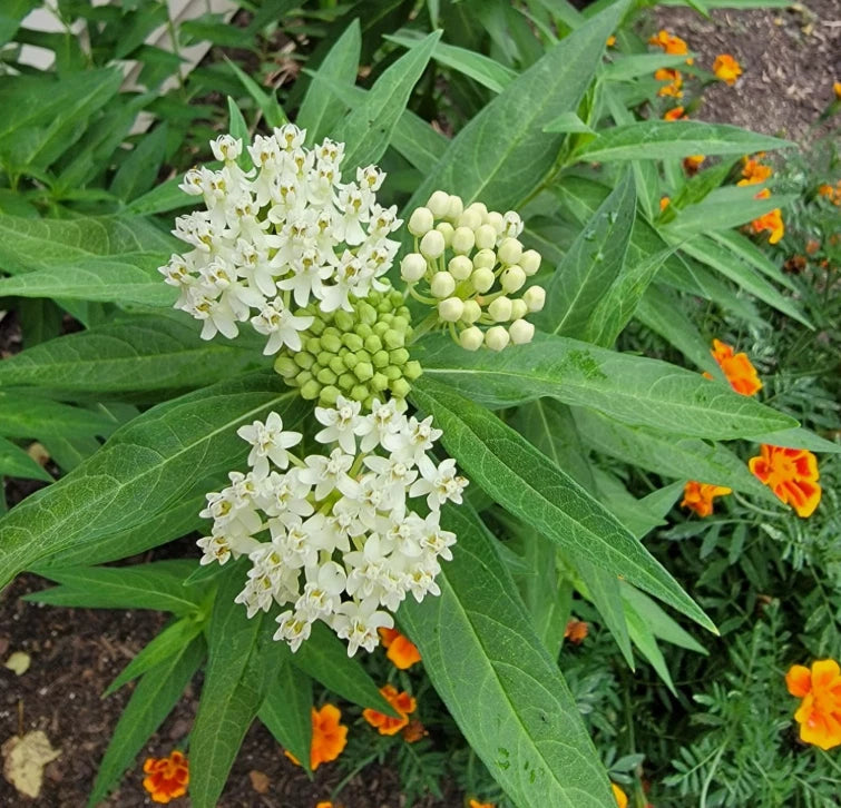 Milkweed starter plants with white flower clusters and broad green leaves