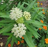 Set 2 White Milkweed Starter Plants - 4-8" Tall - Monarch Butterfly Attracting Garden Plants