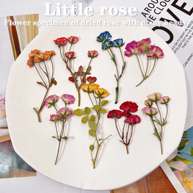 Set of 12 pressed rose flowers with leaves on stems, multi-color dried petals