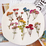 12PCS real Pressed rose Flower, 8 colors with leaves stem for art craft FHT02 Dried Flower
