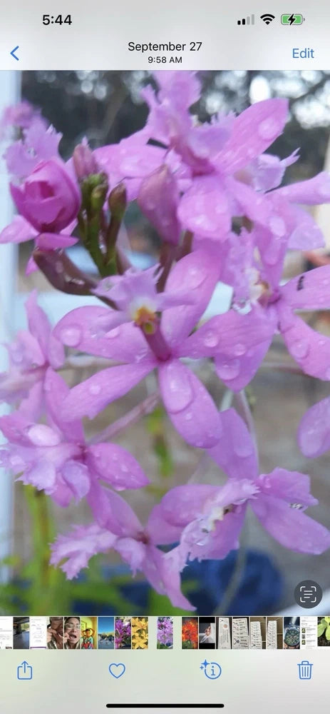 Purple and lavender orchid flowers with open petals on rooted plant