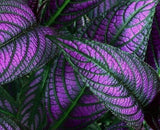 2 x PERSIAN SHIELD Halloween Queen LIVE PLANT  (STROBILANTHES DYERIANUS) Garden Plants