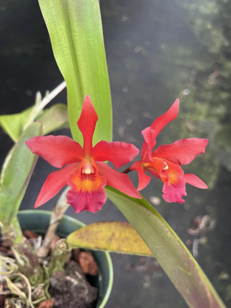 Red orchid flowers with yellow center on green stems and leaves