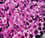 ROCKFOIL ROSE ROBE Saxifraga Arendsii - 500 Bulk Seeds Garden Plants