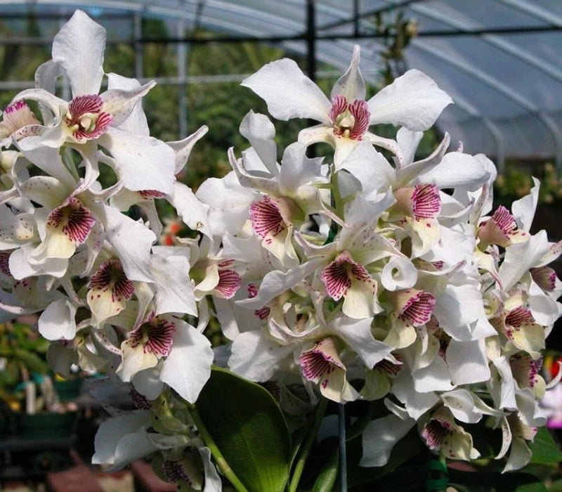 White Dendrobium orchid cluster with pink-speckled centers in a pot