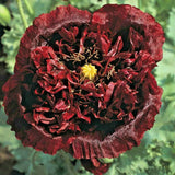 5 BLACK SEA GOLDEN PISTOL TREE PEONY SEEDS - (Paeonia suffruticosa) Garden Plants