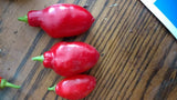 Red Teardrop Manzano/ Rocoto Chili pepper seeds FREE SHIPPING 24 seeds Flowering Plants