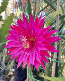 KIWI CRUISADER Epiphyllum Orchid Cactus Succulents Orchids