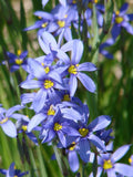 Blue Eye Grass Wild Flower Plants  Qty 2   ( Sisyrinchium angustifolium ) Flowering Plants