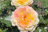 La Park Floribunda Rose Seeds - Pack 30 Seeds - Rose Flower Gardening Garden Plants