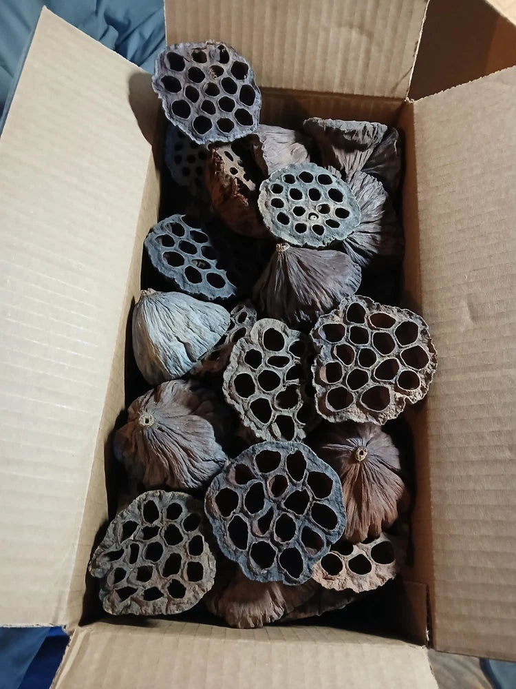 Assorted dried lotus pods in dark gray and brown, loose in open box