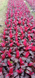 'Red Sister' Hawaiian Ti plants (Cordyline fruticosa) Orchids
