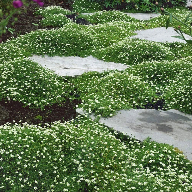 Irish Moss Ground Cover Seeds - 10000 Pcs Perennial Low Growing, Mat-Forming Law Garden Plants