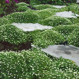Irish Moss Ground Cover Seeds - 10000 Pcs Perennial Low Growing, Mat-Forming Law Garden Plants