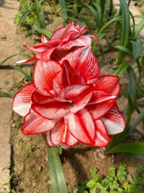 Amaryllis lily flower with red petals and white centers, garden bloom