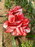 Imported Amaryllis Lily Red & White Color Flower Bulbs For Gardening Pack Of 2 Lily