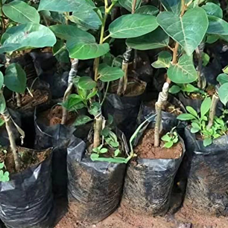 Thickened 100PCS Disposable Planting Bags for Gardeners and Professionals Garden Plants