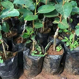 Thickened 100PCS Disposable Planting Bags for Gardeners and Professionals Garden Plants