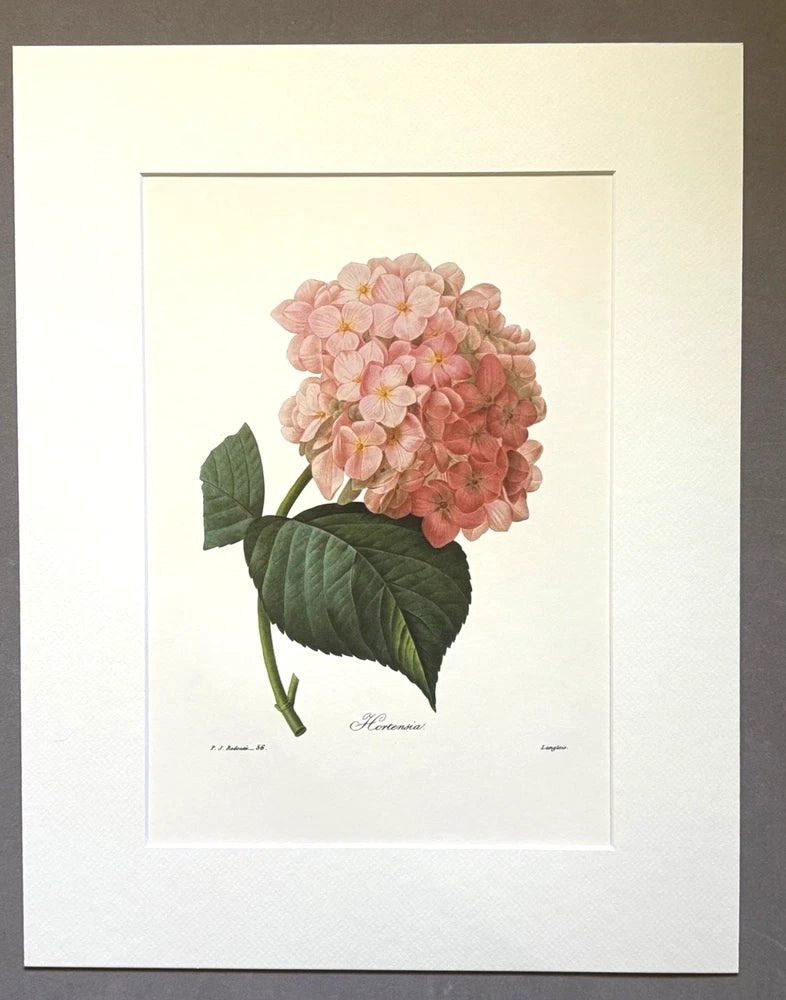 Vintage Pierre-Josephe RedoutŽ Print in 14x18 Mat- Hortensia - Hydrangea Hydrangea