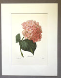 Vintage Pierre-Josephe RedoutŽ Print in 14x18 Mat- Hortensia - Hydrangea Hydrangea