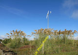 Photo 12x8 Pampas Grass and Generator Brough/HU5179  c2015 Pampas Grass