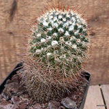 D3610 MAMMILLARIA NEJAPENSIS pot12-H14-W9 cm MaMa Cactus Green Plant